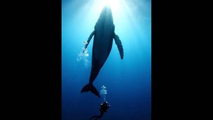禁忌:禁止的爱 - 深蓝星球：探索海洋深处的未知世界